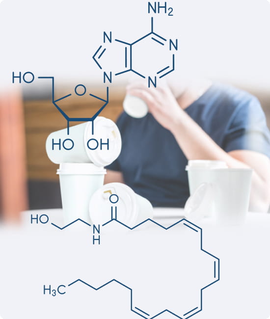Adenosine Anandamide.