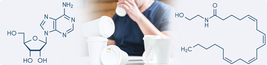 Adenosine Anandamide.