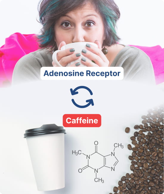 Adenosine Receptor and Caffeine.