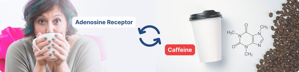 Adenosine Receptor and Caffeine.