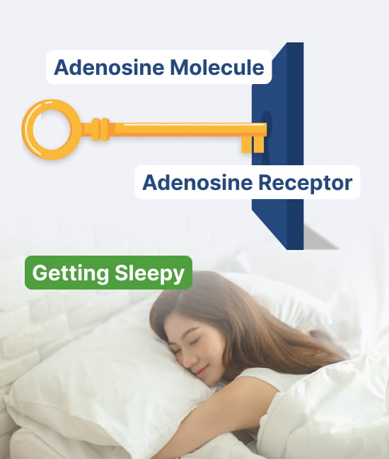 Adenosine Receptor.