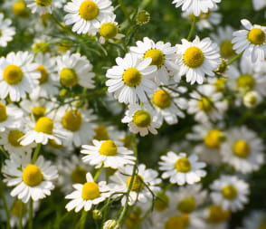 Chamomile.