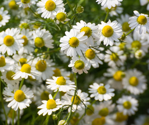 Chamomile.