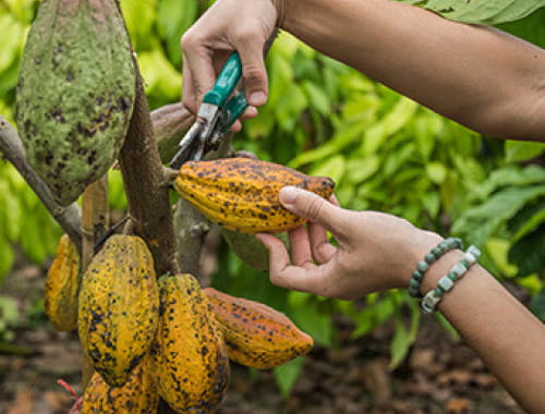 Mouthwatering Chocolate.